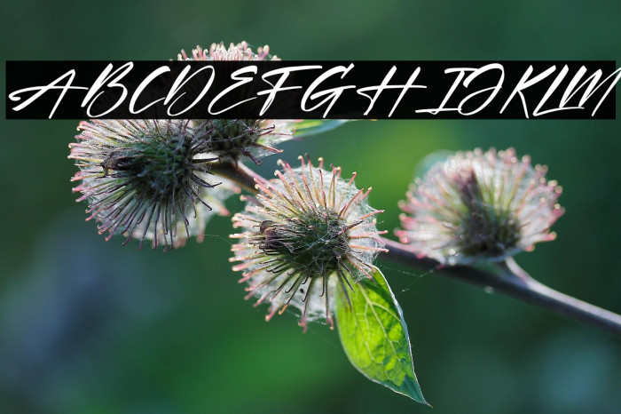 Xantegrode Signature Italic Example 1