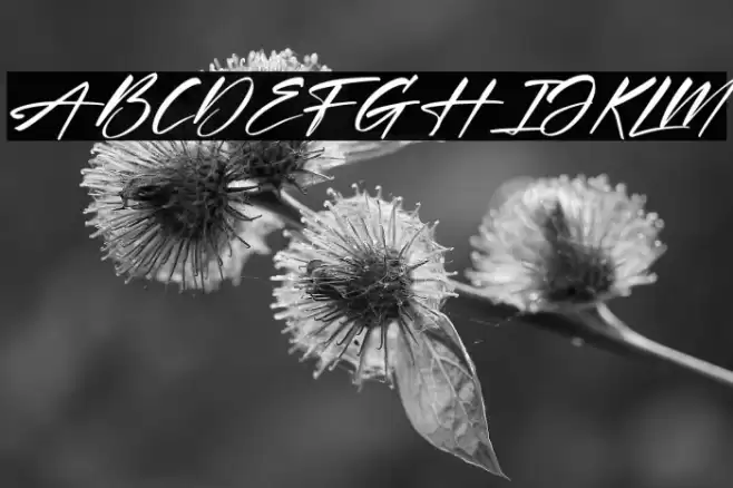 Xantegrode Signature Italic Font examples