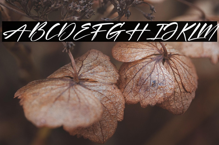 Xantegrode Signature Italic Example 3