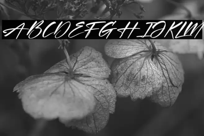 Xantegrode Signature Italic Font examples