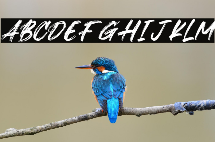 Xantorid Italic Example 1