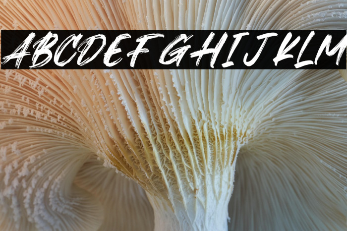 Xantorid Italic Example 3