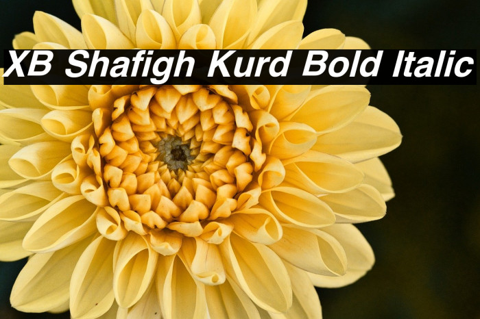 XB Shafigh Kurd Bold Italic Example 1