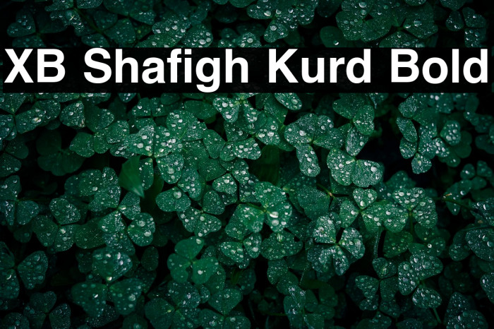 XB Shafigh Kurd Bold Example 3