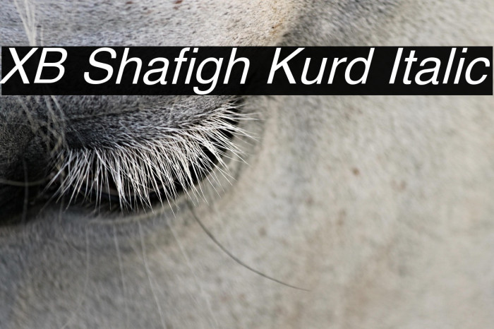 XB Shafigh Kurd Italic Example 1
