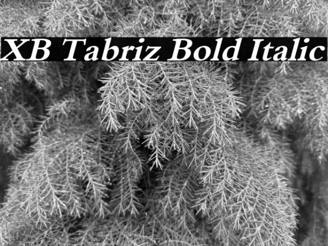 XB Tabriz Bold Italic Font examples