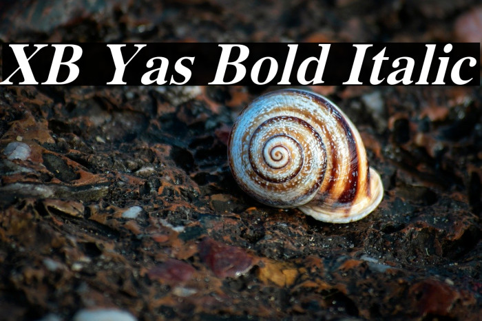 XB Yas Bold Italic Example 3