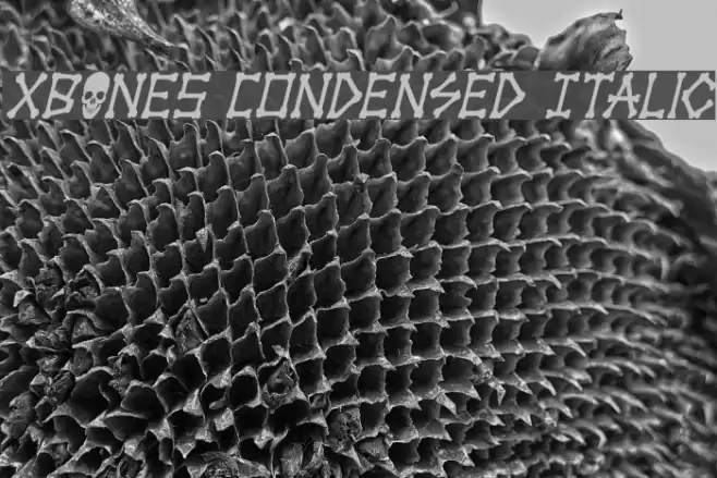 xBONES Condensed Italic Font examples