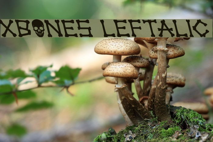 xBONES Leftalic Font examples