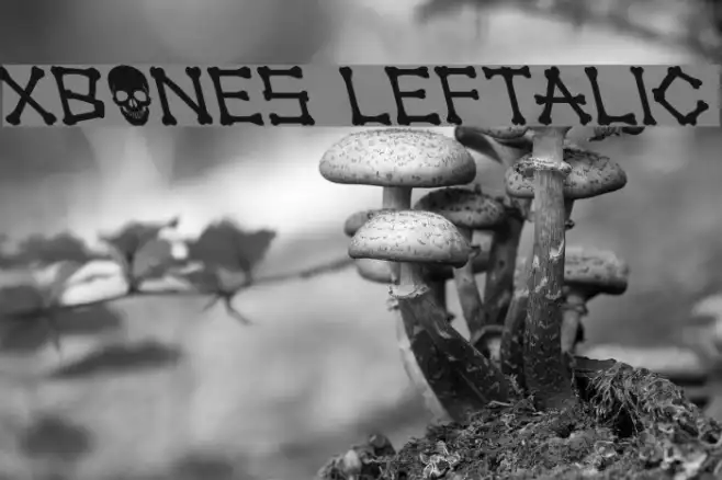 xBONES Leftalic Example 1