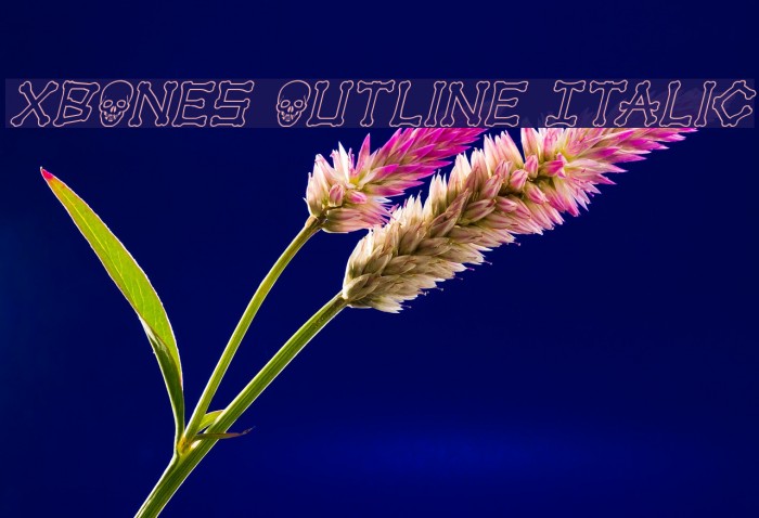 xBONES Outline Italic Font examples