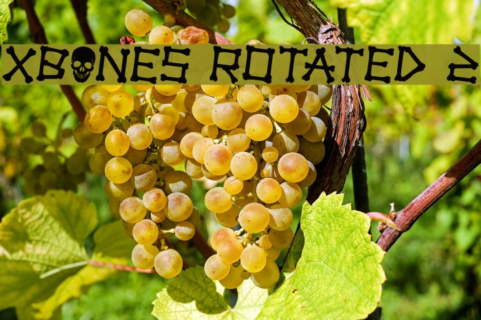 xBONES Rotated 2 Example 1