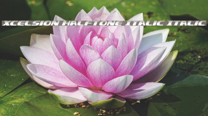 Xcelsion Halftone Italic Italic Example 1