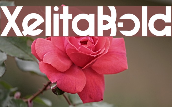 XelitaBold Font examples