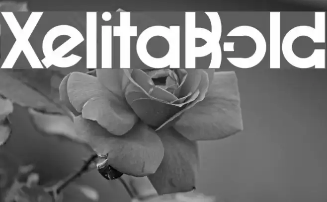 XelitaBold Example 3