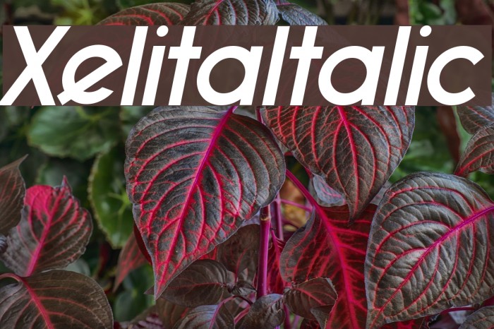 XelitaItalic Example 3