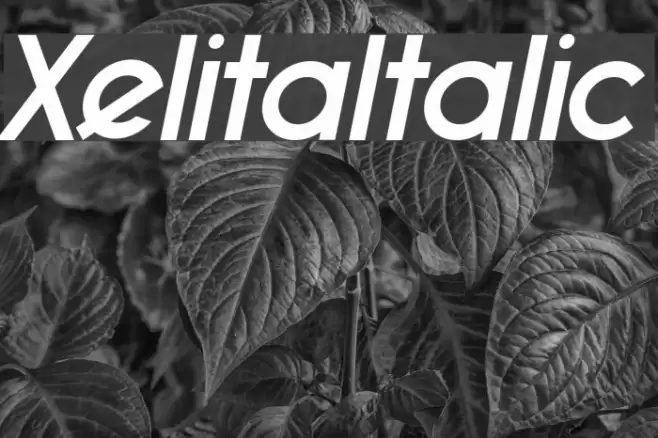 XelitaItalic Font examples