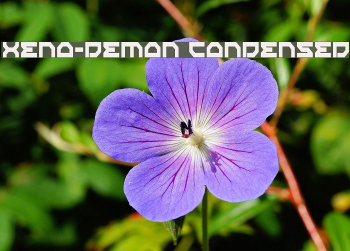 Xeno-Demon Condensed Example 3