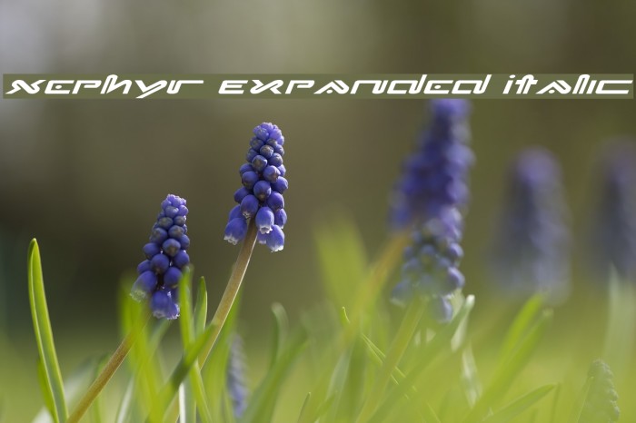 Xephyr Expanded Italic Font examples