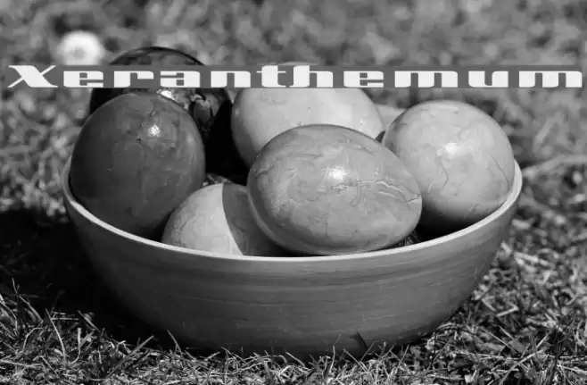 Xeranthemum Font examples
