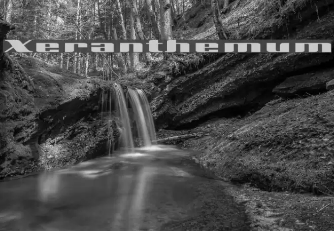 Xeranthemum Font examples