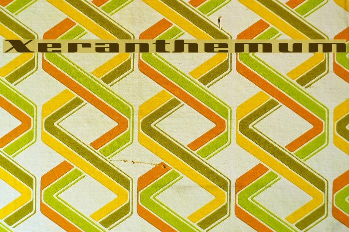 Xeranthemum フォント examples