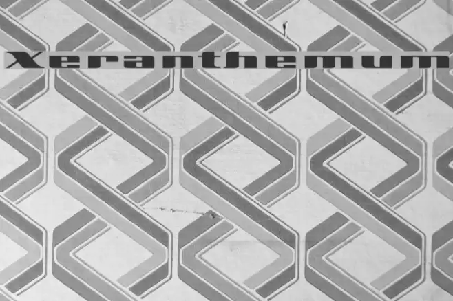 Xeranthemum Font examples