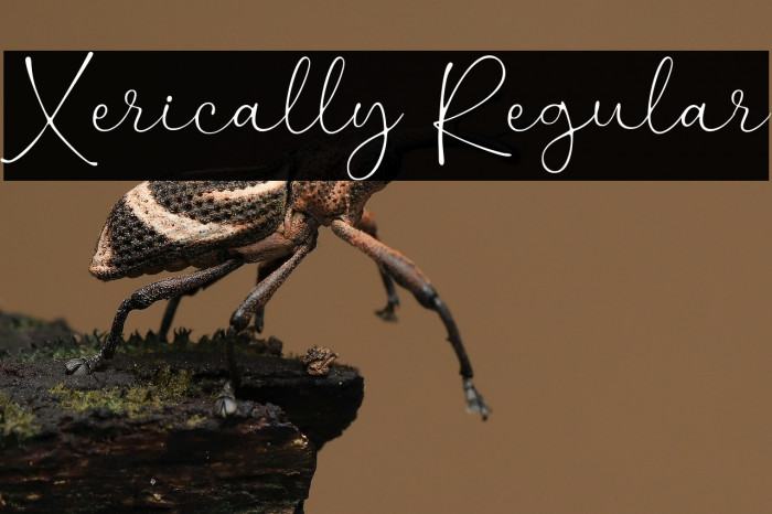 Xerically Regular Example 2