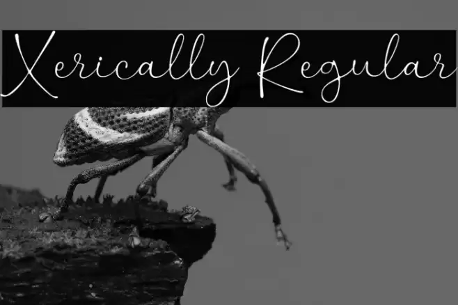 Xerically Regular خط examples