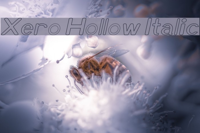 Xero Hollow Italic Example 1