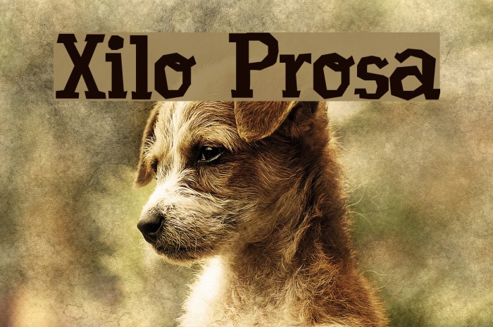 Xilo Prosa Font examples