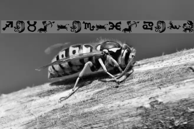 Xilo in Zodiac Font examples