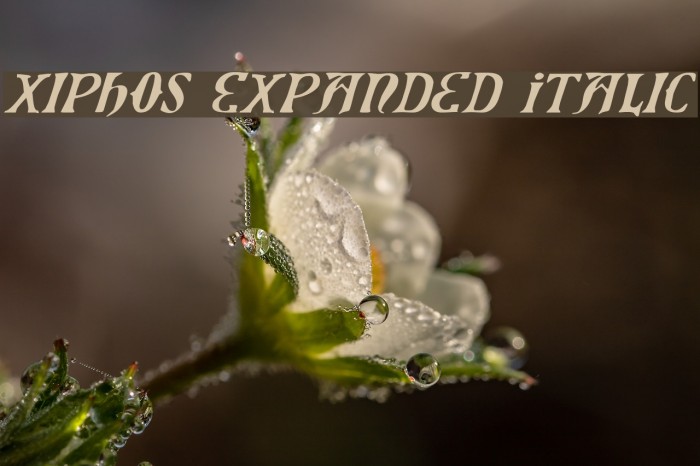 Xiphos Expanded Italic Font examples