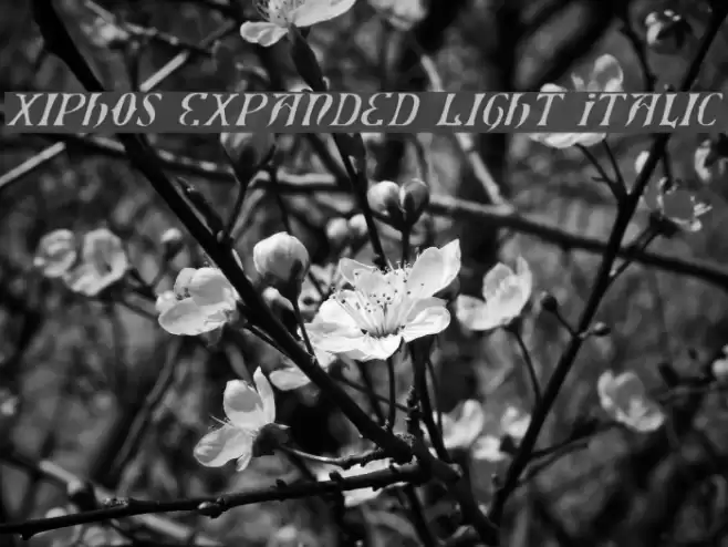 Xiphos Expanded Light Italic Font examples