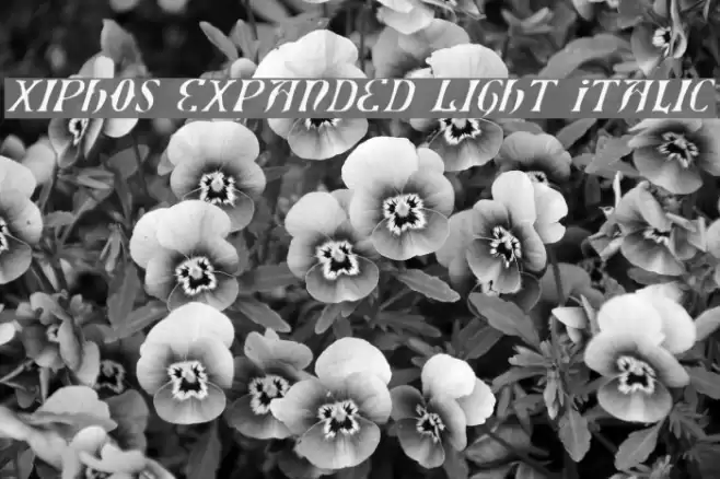 Xiphos Expanded Light Italic Font examples