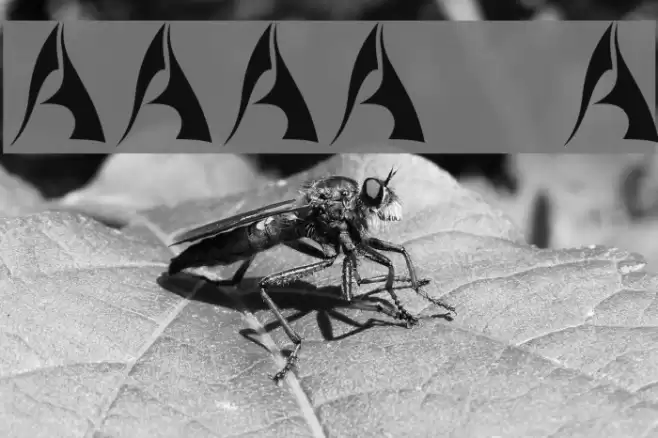 Xorx_windy Cyr フォント examples