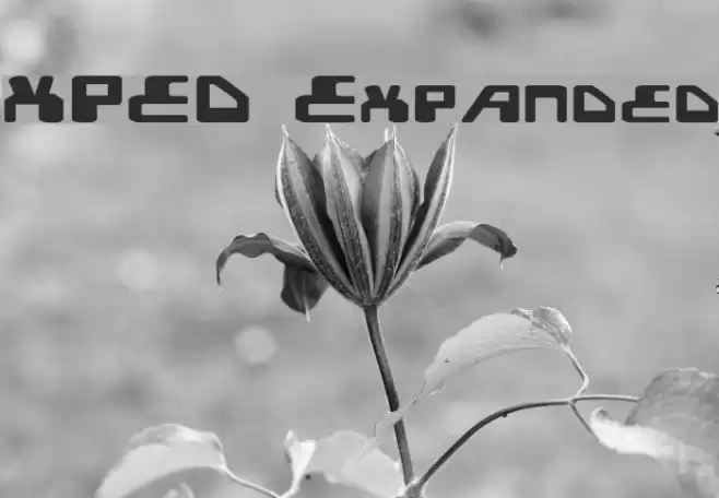 XPED Expanded Fonte examples
