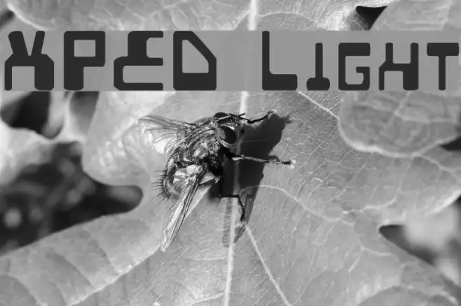 XPED Light Example 3