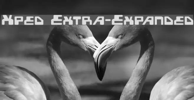 Xped Extra-Expanded Example 1