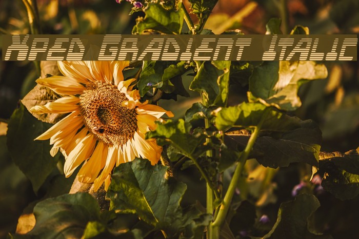 Xped Gradient Italic Example 1