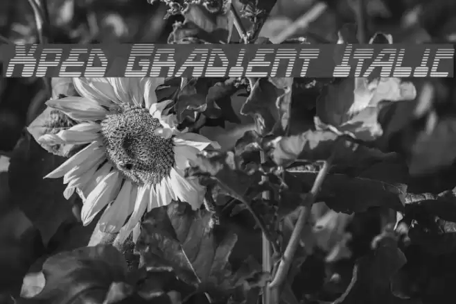 Xped Gradient Italic Font examples