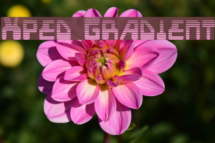 Xped Gradient Example 3