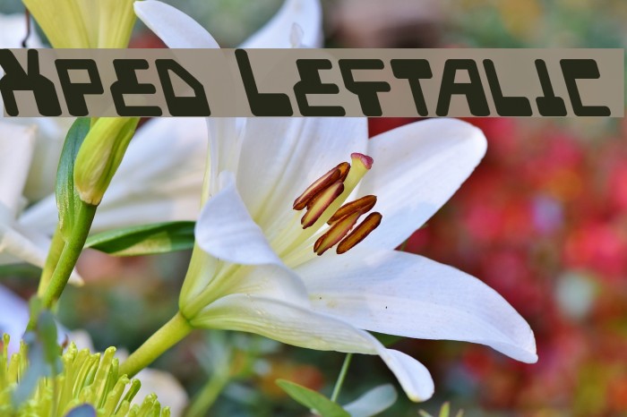 Xped Leftalic Font examples