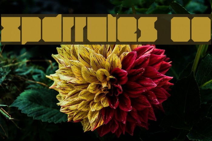 xpdr_rules 00 Font examples
