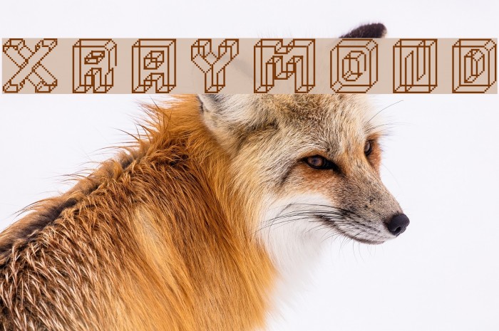xraymond Font examples