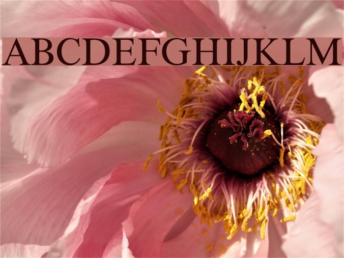 XSerif Unicode Font examples