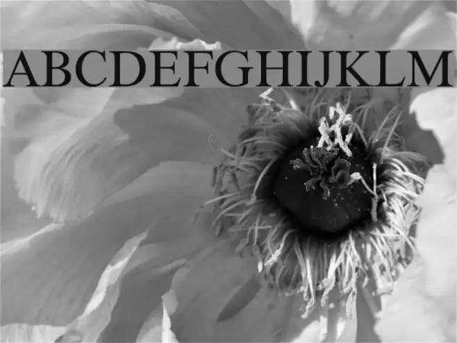 XSerif Unicode Font examples