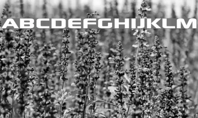 xscale Font examples