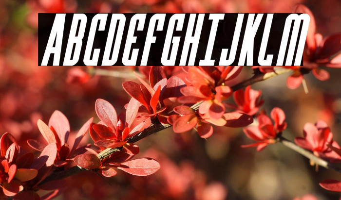 Y-Files Bold Compact Italic Example 1