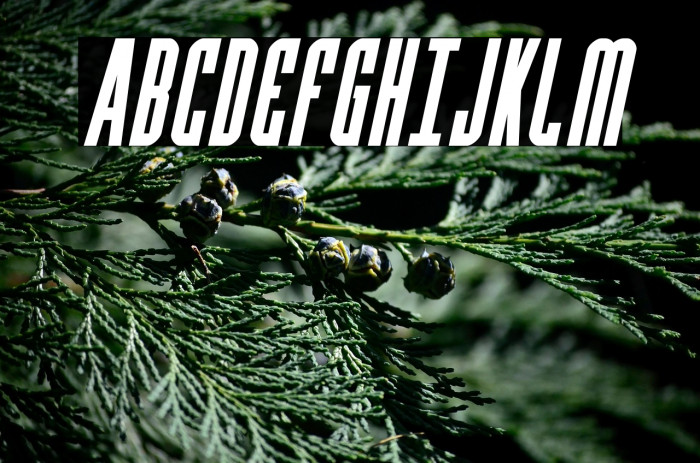 Y-Files Bold Compact Italic Example 2